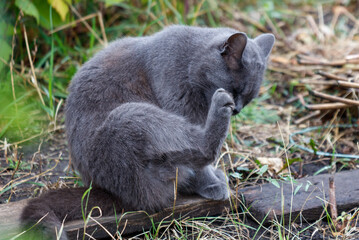 A grey cat is sitting on a wooden board in a grassy area