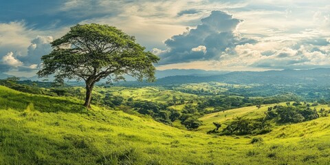 Obraz premium Panoramic view of a lush countryside featuring a tree prominently in the foreground, showcasing the beauty of natural landscapes in a vibrant and serene setting. Enjoy this countryside panorama.