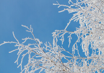 A tree with a lot of snow on it is in front of a blue sky