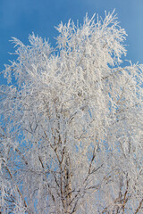 A tree with a lot of snow on it is in front of a blue sky