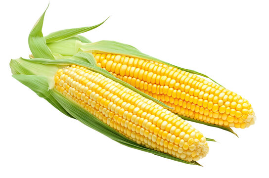 Fresh yellow corn cobs with green husks, isolated on transparent cutout background
