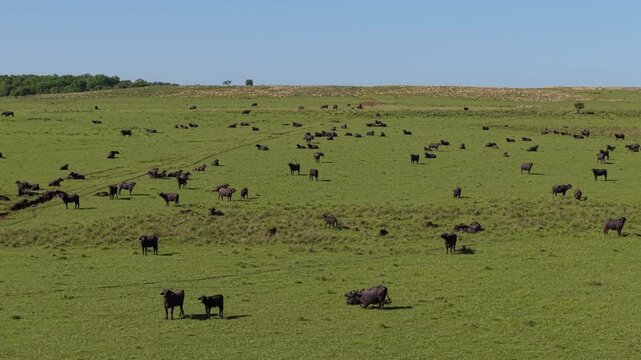 Wide aerial view of farm meadow with breeding buffalos. Meat and milk production.