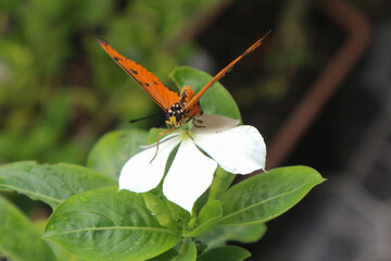 Danaus chrysippus, also known as the plain tiger is a medium-sized butterfly widespread in Asia, Australia and Africa