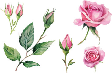 set of pink rose