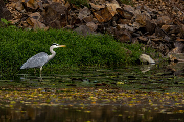 A grey heron (Ardea cinerea) searching for food in a pond, Japan.