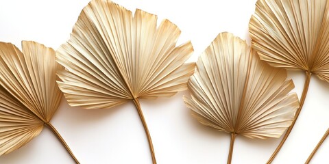 Tropical dry palm leaves displayed on a white background. Ideal for interior decoration or wedding card designs, these dry palm leaves offer a unique aesthetic. Flat lay and top view showcase their