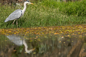 A grey heron (Ardea cinerea) searching for food in a pond, Japan.