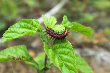 Spiny red black caterpillar (Gulf Fritillary Caterpillar)