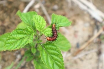 Spiny red black caterpillar (Gulf Fritillary Caterpillar)