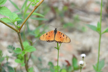 Danaus chrysippus, also known as the plain tiger is a medium-sized butterfly widespread in Asia, Australia and Africa