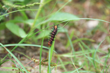 Spiny red black caterpillar (Gulf Fritillary Caterpillar)