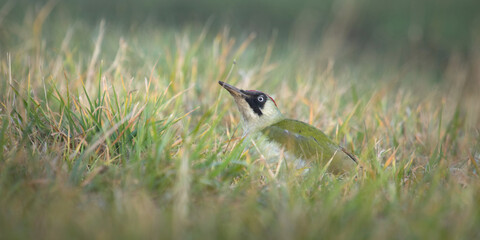 Green woodpecker on the grass in soft light. European Green woodpecker. Picus viridis.
