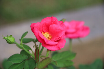 Exquisite Closeup of Rosa lucieae Flower Showcasing its Intricate Petals and Timeless Beauty.
