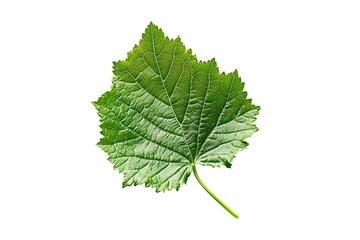 Fototapeta premium Green leaf isolated on transparent background.