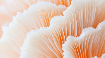 Delicate mushroom fungi growth natural habitat close-up photography organic environment
