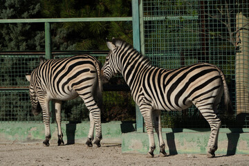 Zebras Enclosure Zoo Animals - Two zebras stand in an enclosure at the zoo.