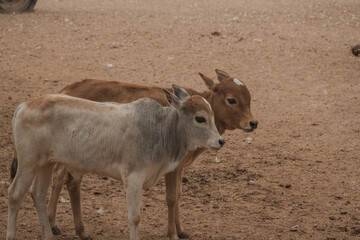 Two Baby Cows