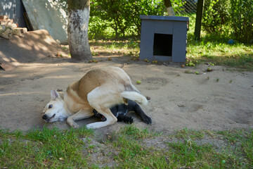 dog lying on top of a dog, two dogs playing, black and white dog playing together in the yard funny