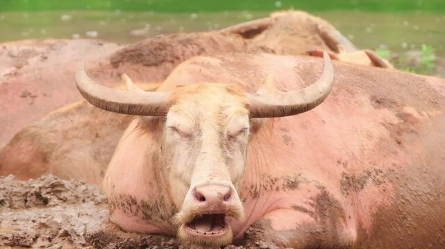 Bubalus bubalis, photo of an albino buffalo, kebo bule, tedong