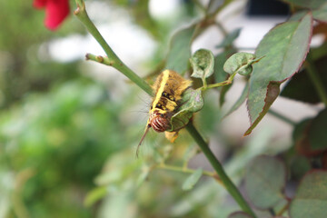 Brown furry caterpillar on the rose leaf.