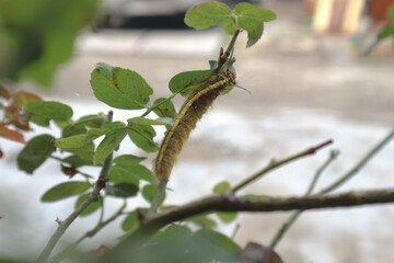 Brown furry caterpillar on the rose leaf.