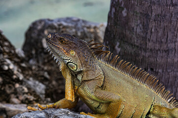 Iguana dragon. Iguana lizard on a stone. Green lizards iguana. Big iguana on an nature.