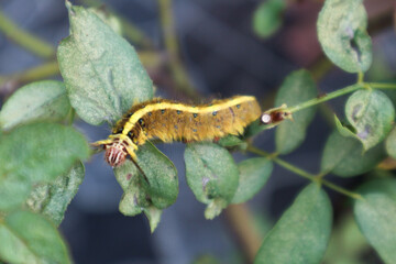 Brown furry caterpillar on the rose leaf.