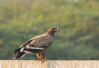 Obraz premium Steppe Eagle 