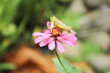 Green grasshopper herbivorous insects from the suborder Caelifera in the order orthoptera