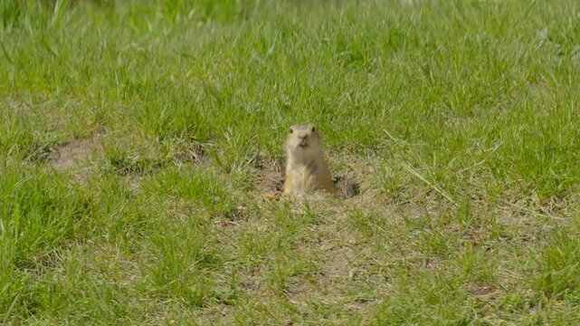 A cute gopher with two funny teeth poses for the camera. It stares intently at the frame, sitting half-in its hole in a green field.