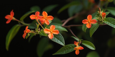 Leucophyllum fructescens, commonly known as cenizo, showcases vibrant blooms and distinct foliage. This cenizo plant exemplifies the beauty and resilience of Leucophyllum fructescens in various