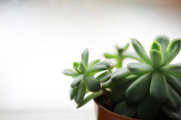 Fototapeta premium Close-Up of Green Succulent Plant in Pot with Soft Focus Background