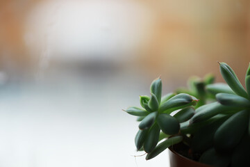 Serene Succulent Plant in Soft Focus with Blurred Background in Natural Light