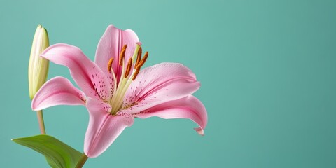 Obraz premium Stunning pink lily gracefully displayed on a vibrant green background, showcasing the beauty of the pink lily in its natural elegance, perfect for enhancing any floral collection.