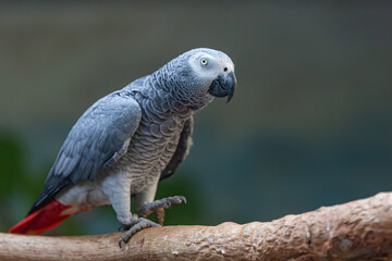 gray parrot on a branch