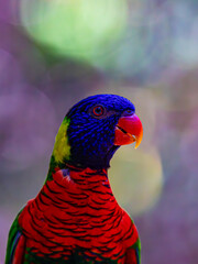 rainbow lorikeet on a branch