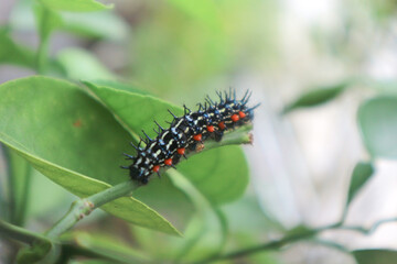 A Butterfly Larva Doleschallia Bisaltide Caterpillar