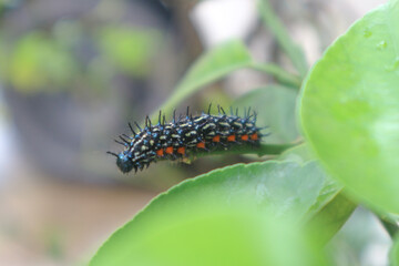 A Butterfly Larva Doleschallia Bisaltide Caterpillar