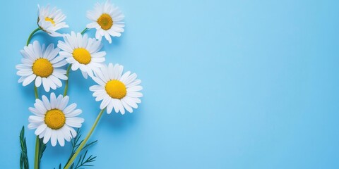 Blank greeting card featuring daisy flowers on a blue background creates a stylish mock up. This greeting card design offers ample copy space for personalization and invitations.