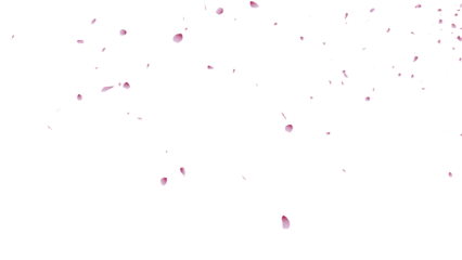 桜吹雪：桜の花びらイラスト
