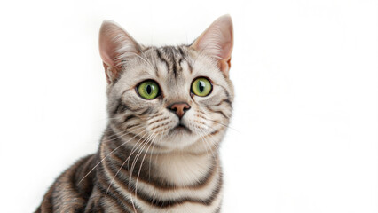 Obraz premium portrait American shorthair cat big eyes white background copy blank space paste