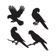 Obraz premium Parrot silhouettes of birds