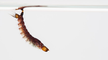 Close-up of toxorhynchites Mosquito Larva Hanging on Water Surface - Ideal for biology research, educational content on mosquito life cycles, and public health awareness.