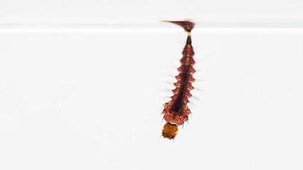 Close-up of toxorhynchites Mosquito Larva Hanging on Water Surface - Ideal for biology research, educational content on mosquito life cycles, and public health awareness.