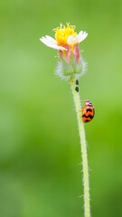 Ladybug on Flower Stem - Perfect for insect studies, ecological awareness campaigns, and nature-themed designs.