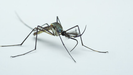Close-Up Macro Shot of a Toxorhynchites Mosquito with Detailed Antennae and Wings, Set Against a Plain White Background
