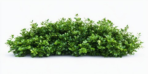 Obraz premium An exotic ornamental hedge featuring lush foliage, this ornamental hedge bush tree plant stands beautifully isolated against a clean white background, showcasing its unique charm and beauty.