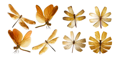Orange Butterfly Collection on Transparent Background, PNG collection, set bundle, isolate on transparent or white background