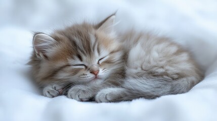 Adorable fluffy kitten sleeping soundly on soft white bedding.