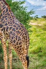 Tanzania is an East African country famous for its vast wildlife areas. These include the plains of the Serengeti National Park.